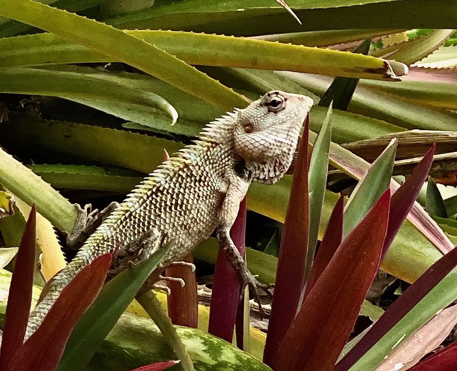 Wildlife Adventures
